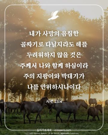 시편 23:4 말씀 카드 - 내가 사망의 음침한 골짜기로 다닐지라도 해를 두려워하지 않을 … (위로의 말씀 카드, 숲 사진)