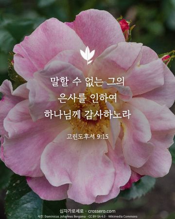 고린도후서 9:15 말씀 카드 - 말할 수 없는 그의 은사를 인하여 하나님께 감사하노라… (감사의 말씀 카드, 꽃 사진)