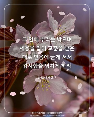 골로새서 2:7 말씀 카드 - 그 안에 뿌리를 박으며 세움을 입어 교훈을 받은 대로 믿음에 … (감사의 말씀 카드, 꽃 사진)