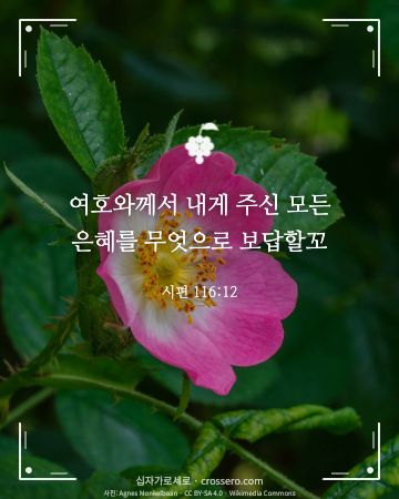 시편 116:12 말씀 카드 - 여호와께서 내게 주신 모든 은혜를 무엇으로 보답할꼬… (감사의 말씀 카드, 꽃 사진)