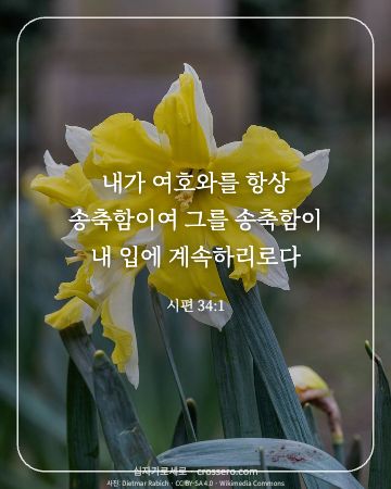 시편 34:1 말씀 카드 - 내가 여호와를 항상 송축함이여 그를 송축함이 내 입에 계속하리… (감사의 말씀 카드, 꽃 사진)