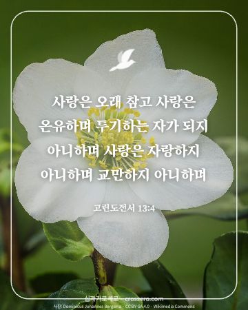 고린도전서 13:4 말씀 카드 - 사랑은 오래 참고 사랑은 온유하며 투기하는 자가 되지 아니하며… (사랑의 말씀 카드, 꽃 사진)
