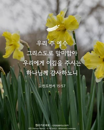 고린도전서 15:57 말씀 카드 - 우리 주 예수 그리스도로 말미암아 우리에게 이김을 주시는 하나… (추수감사 말씀 카드, 꽃 사진)