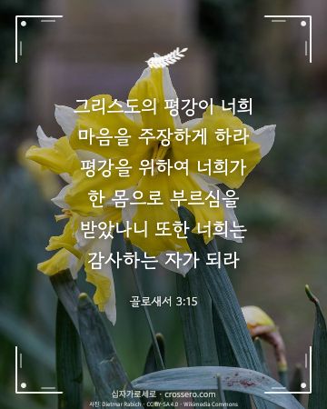 골로새서 3:15 말씀 카드 - 그리스도의 평강이 너희 마음을 주장하게 하라 평강을 위하여 너… (추수감사 말씀 카드, 꽃 사진)