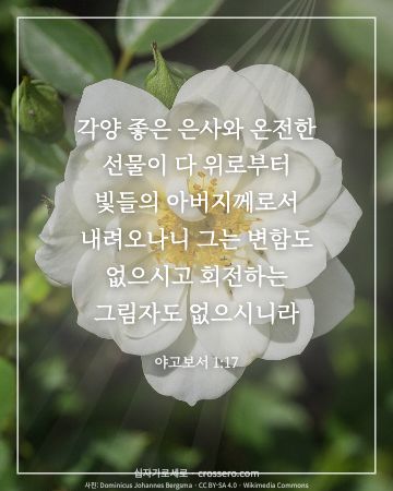 야고보서 1:17 말씀 카드 - 각양 좋은 은사와 온전한 선물이 다 위로부터 빛들의 아버지께로… (추수감사 말씀 카드, 꽃 사진)