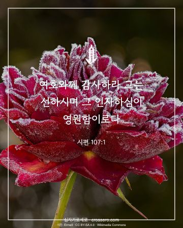 시편 107:1 말씀 카드 - 여호와께 감사하라 그는 선하시며 그 인자하심이 영원함이로다… (추수감사 말씀 카드, 꽃 사진)