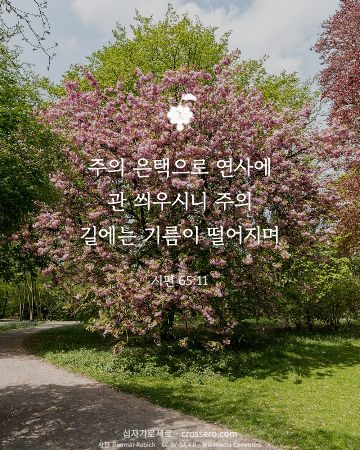 시편 65:11 말씀 카드 - 주의 은택으로 연사에 관 씌우시니 주의 길에는 기름이 떨어지며… (추수감사 말씀 카드, 꽃 사진)